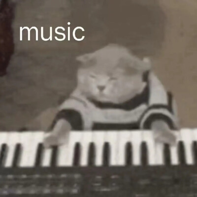 猫猫表情包