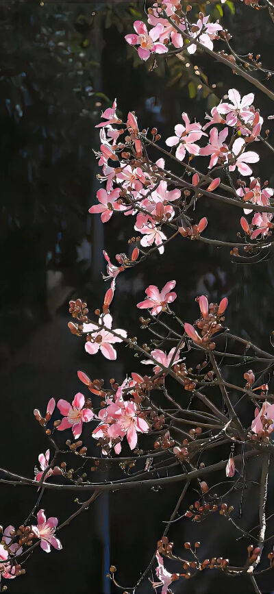 ins壁纸