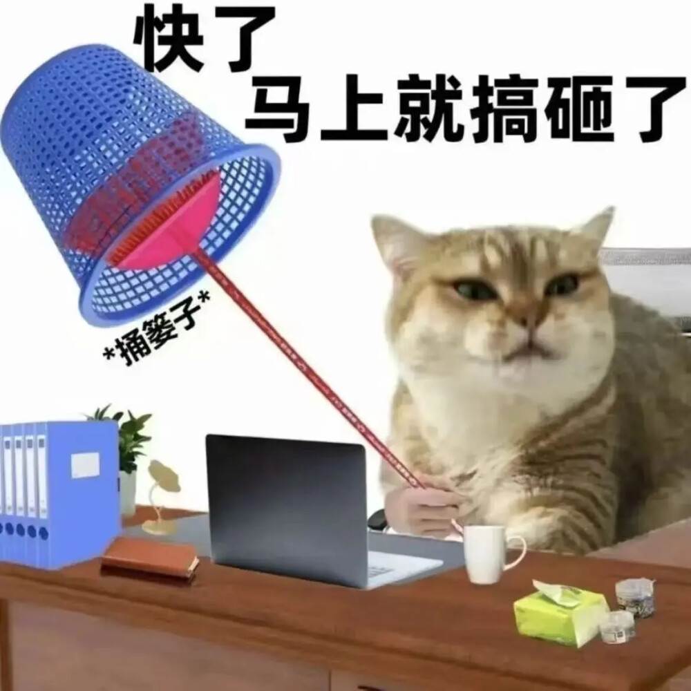 猫猫表情包