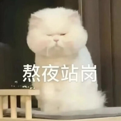 猫猫表情包