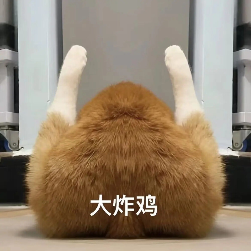 猫猫表情包