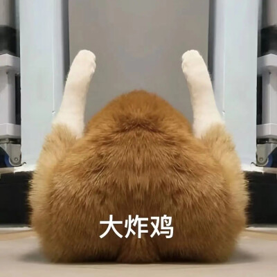 猫猫表情包