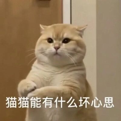猫猫表情包
