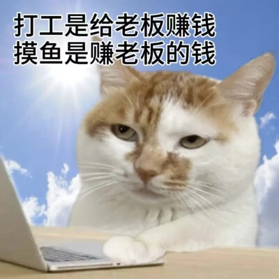 猫猫表情包