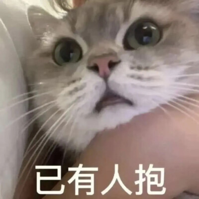 猫猫表情包