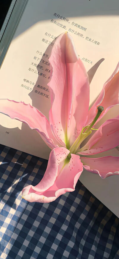 壁纸