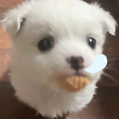 XIAOGOU 