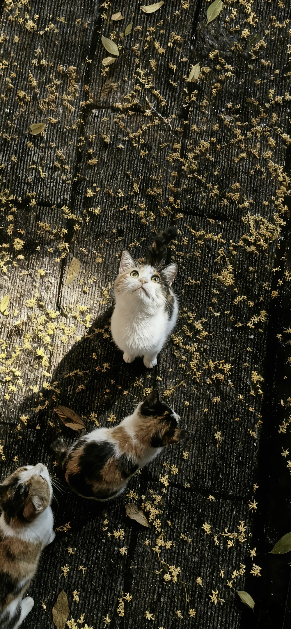 手机壁纸｜聊天背景图