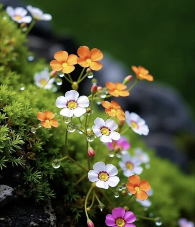 烟火人间，各有遗憾，求不得是常态，不圆满是生活。