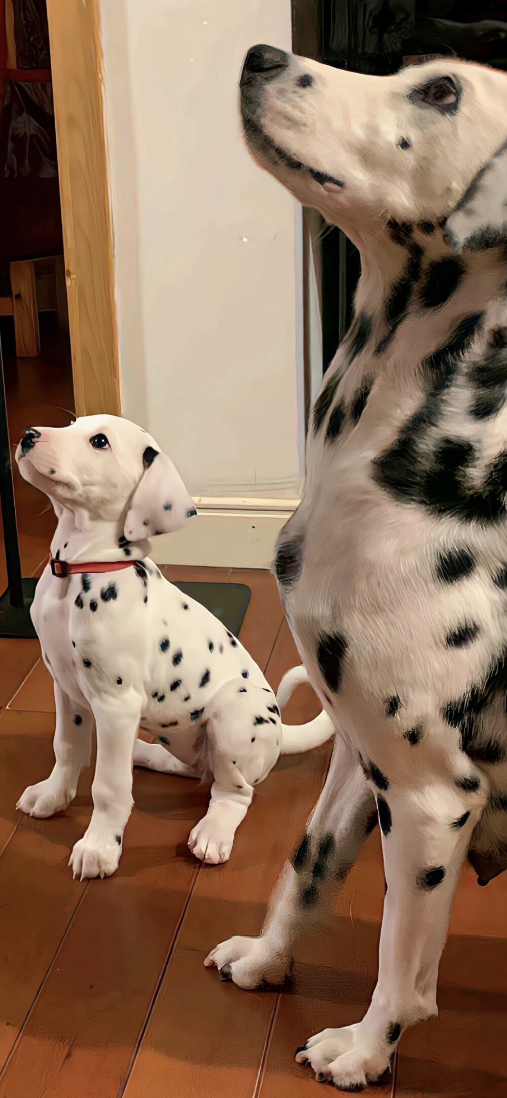 手机壁纸｜聊天背景图