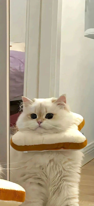 壁纸