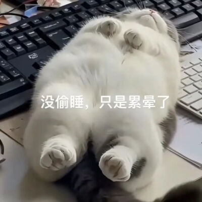 猫猫表情包