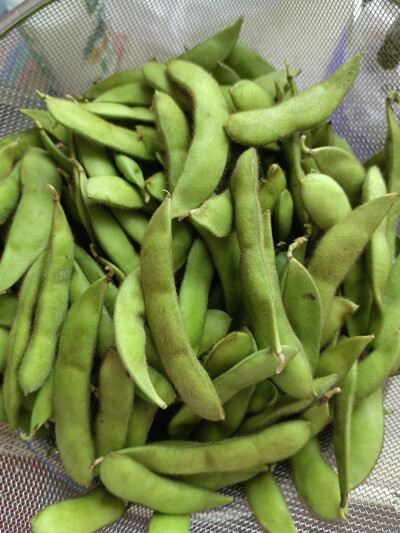 10月份的牛踏扁毛豆很好剥