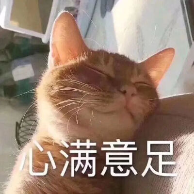 猫猫表情包