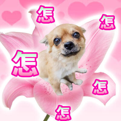 表情包