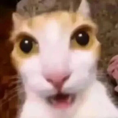 猫猫表情包