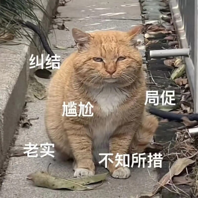 猫猫表情包
