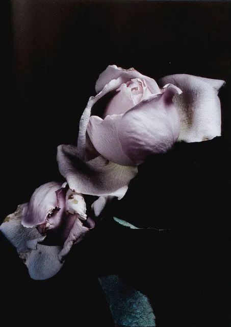 老牌时装摄影师David Sims曾经和出版物Visionaire合作过一本关于玫瑰的摄影集，用镜头记录下玫瑰的盛开与凋零。