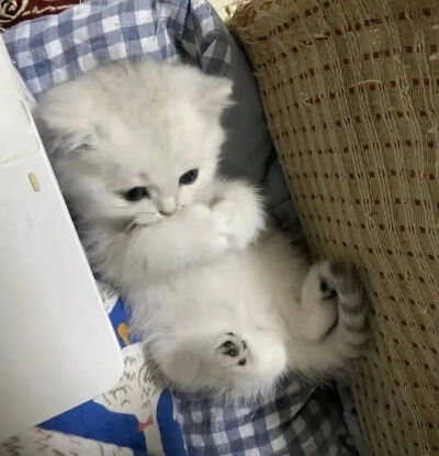 我是不会放弃收集这种图片的