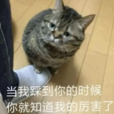 猫猫表情包