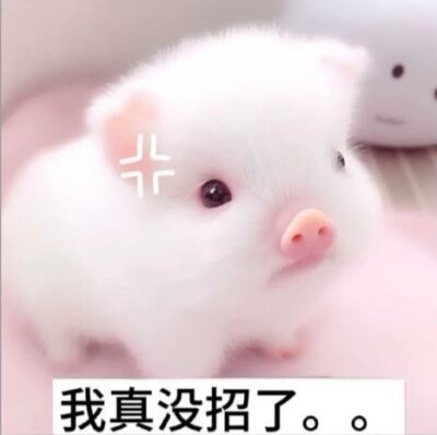 表情包