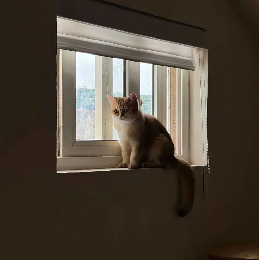 我是不会放弃收集这种图片的