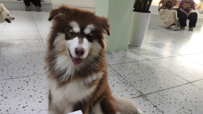 我喜欢大傻狗！
于是又来吃这家自助烤串了，主要是体验diy的乐趣
9.19