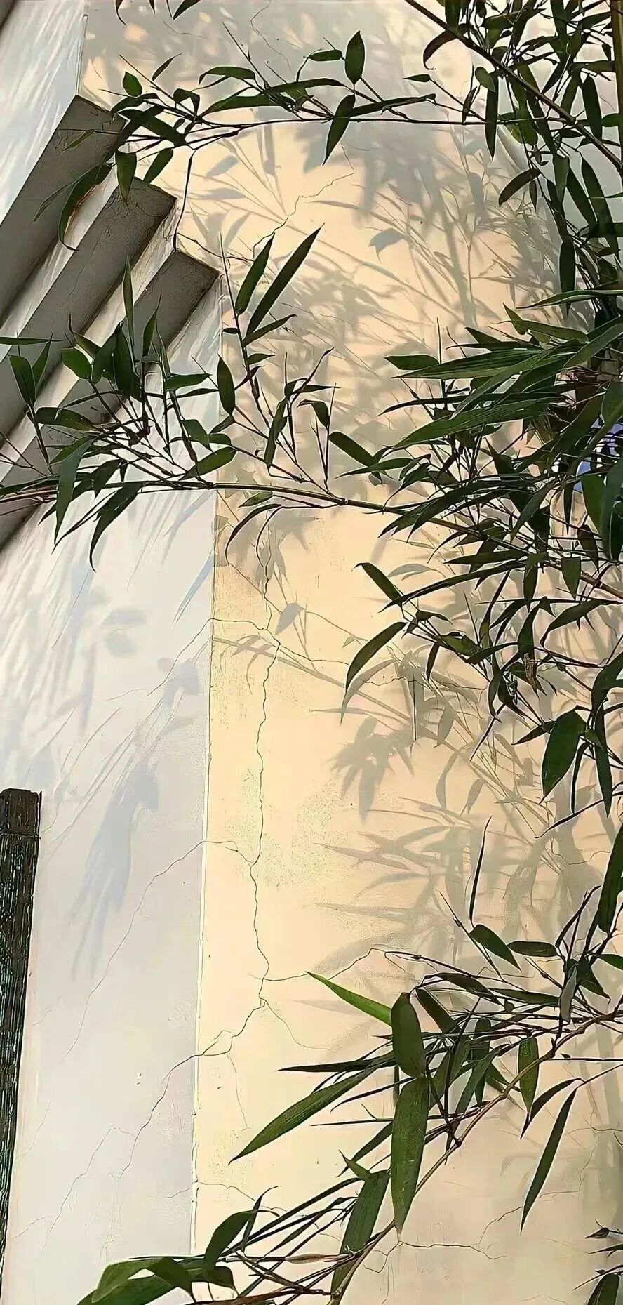 绿色壁纸