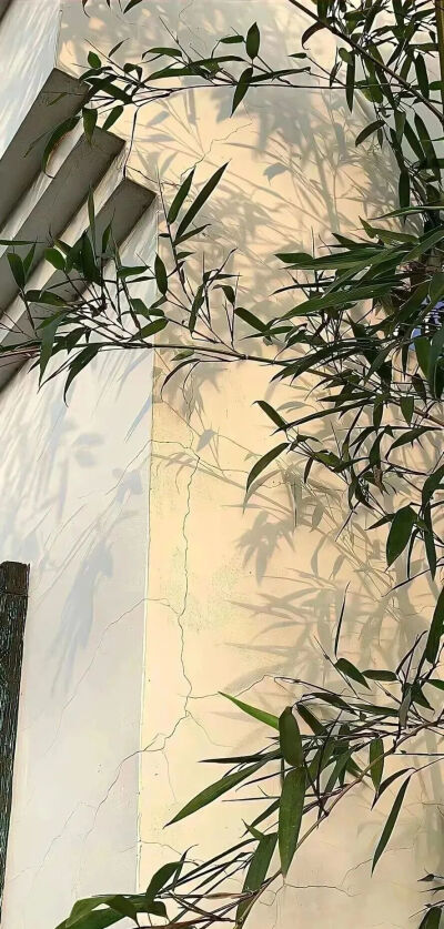 绿色壁纸
