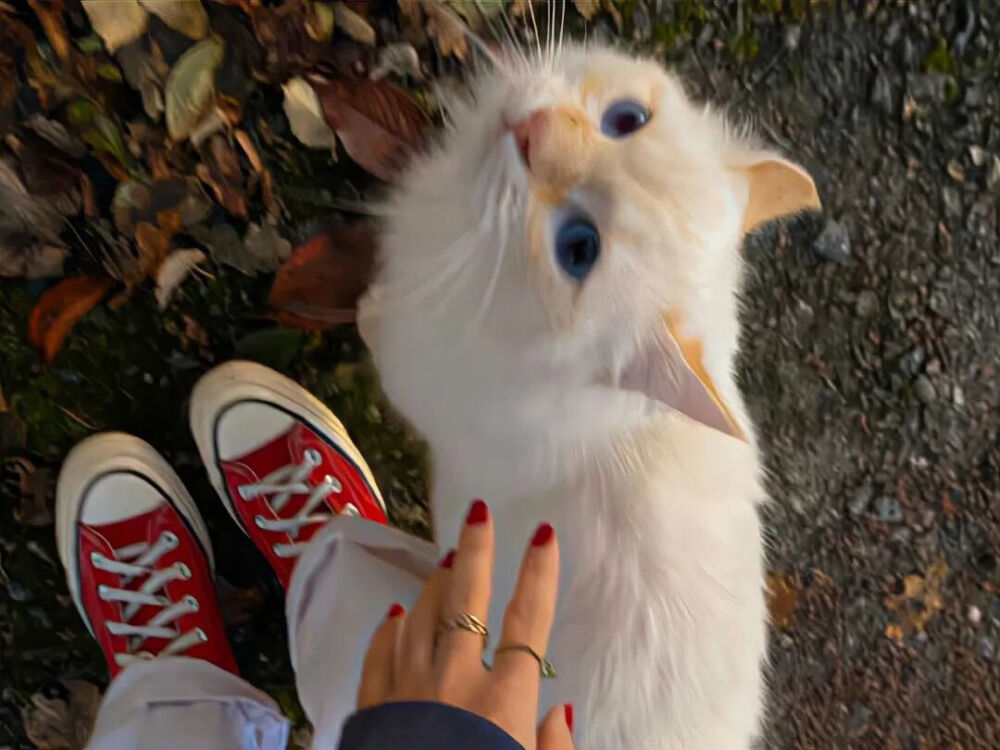 我是不会放弃收集这种图片的