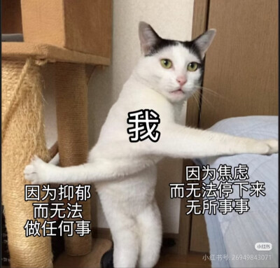 我是不会放弃收集这种图片的