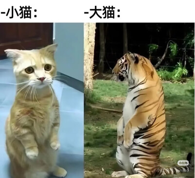 我是不会放弃收集这种图片的