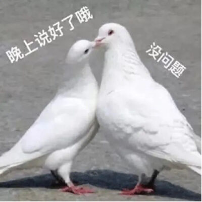 表情包