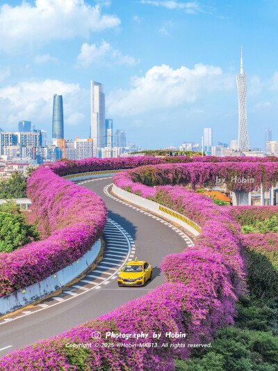 有一种紫色浪漫叫广州三角梅盛开
空中花廊如层层叠叠的紫色飘带，在城市的脉络间蜿蜒流动
by.@HobinMK813