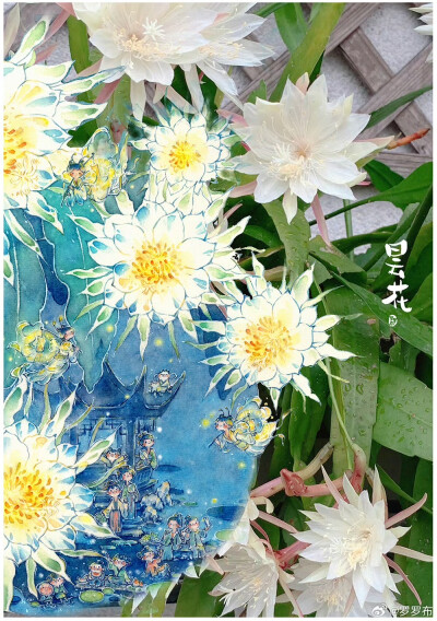 罗布布