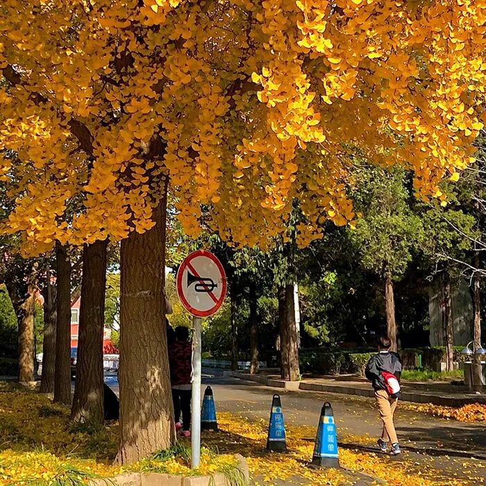 背景图 秋天来啦！