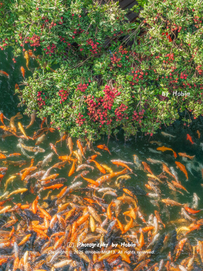 岭南的荔枝，载满盛夏的甜蜜荔枝红时锦鲤跃，惊起一弯彩虹桥，共绘广州荔枝锦鲤图！ 见者好运，大吉大“荔”！
by.@HobinMK813