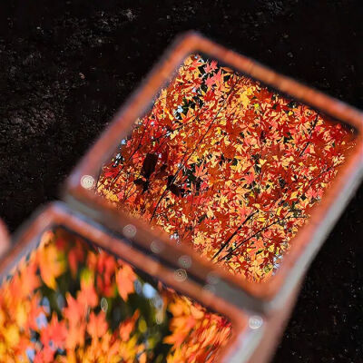 背景图 秋天来了