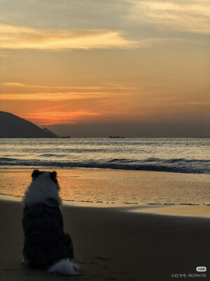 小狗与海
2025.9.29