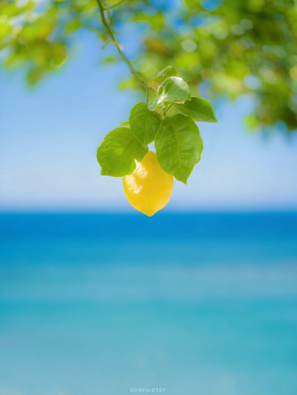 是看过一百次，还是会治愈我的海；
是柠檬清香里，让一切都清冽的夏。 ​​​
by.@overwater