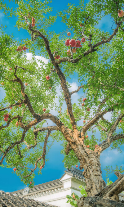 果实之树
「 我开心的时候像个石榴 外边平凡简单 心里装满糖果 」 《人间草木》
拍摄于九月的苏州怡园
庭院里果枝低垂，结满了渐红的石榴。
by.@overwater