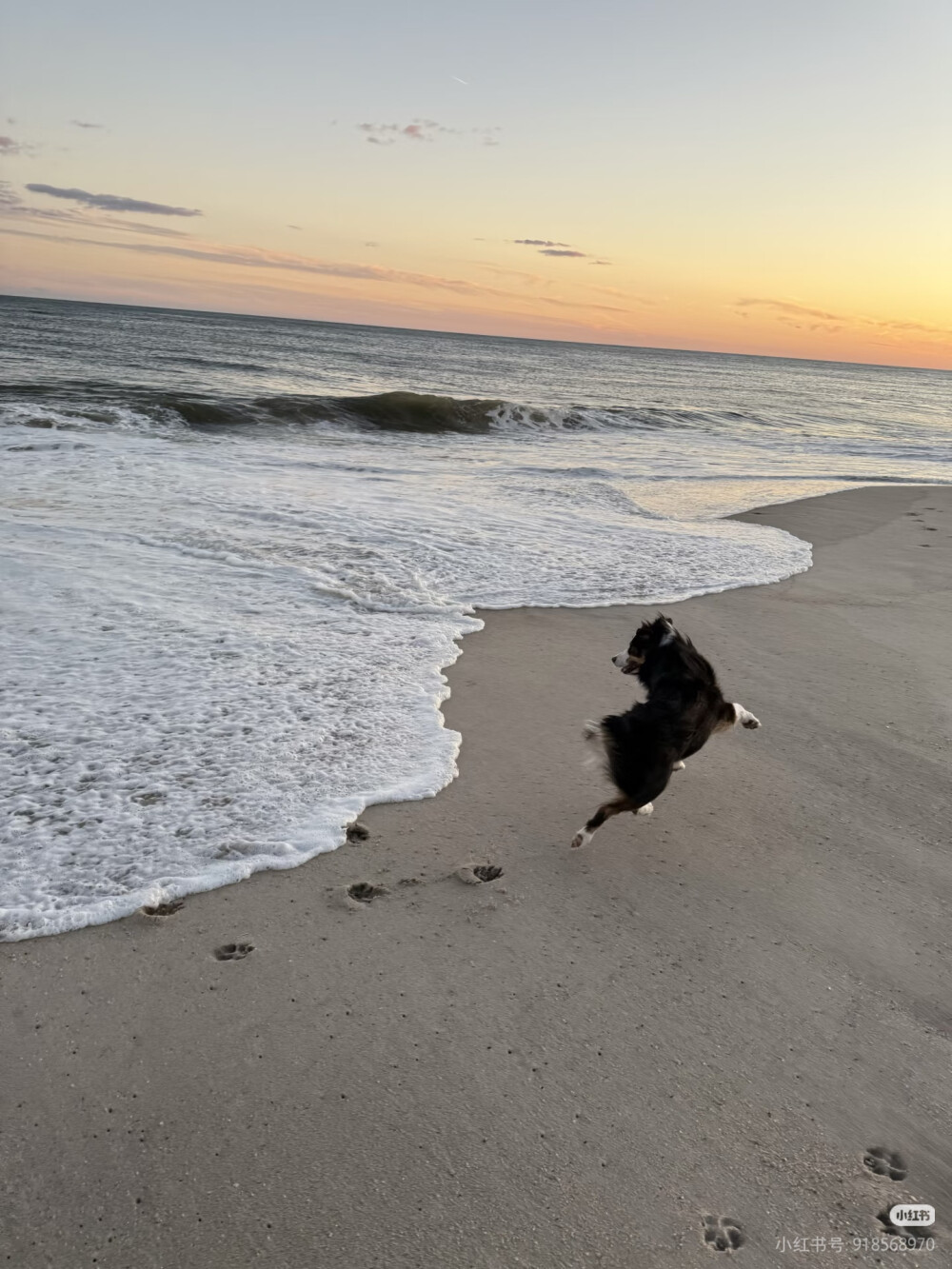 小狗与海
2025.9.29