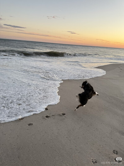 小狗与海
2025.9.29