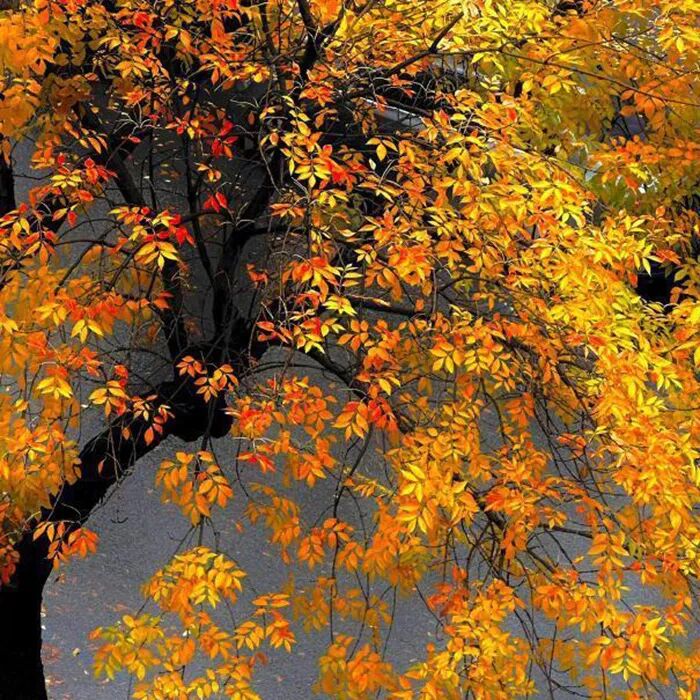 背景图 秋天来了