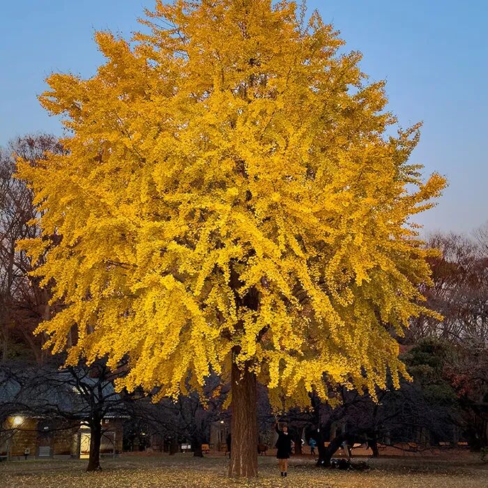 背景图 秋天来啦！