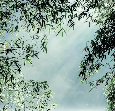 叶凡*
雾不清 竹不青