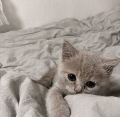 小猫