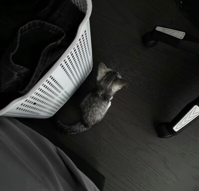 小猫