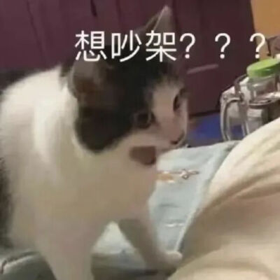猫猫表情包