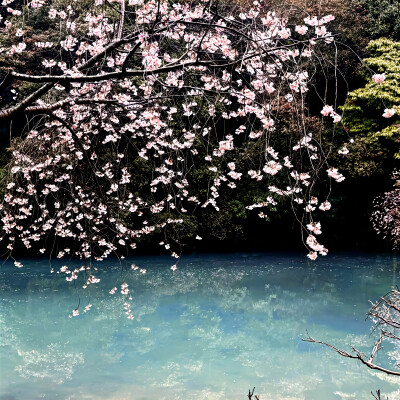 “你眼中的星河鹭起，是否也映着我的影子？”